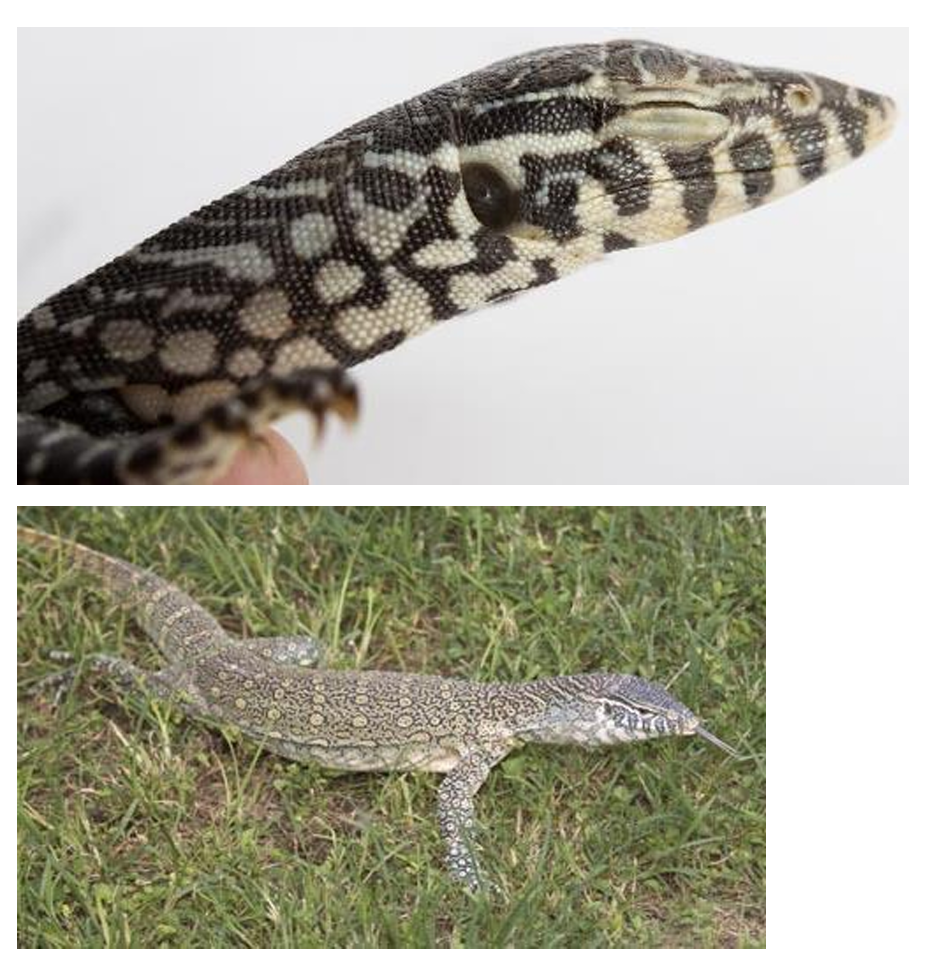 <p>Nile Monitor order & suborder</p>