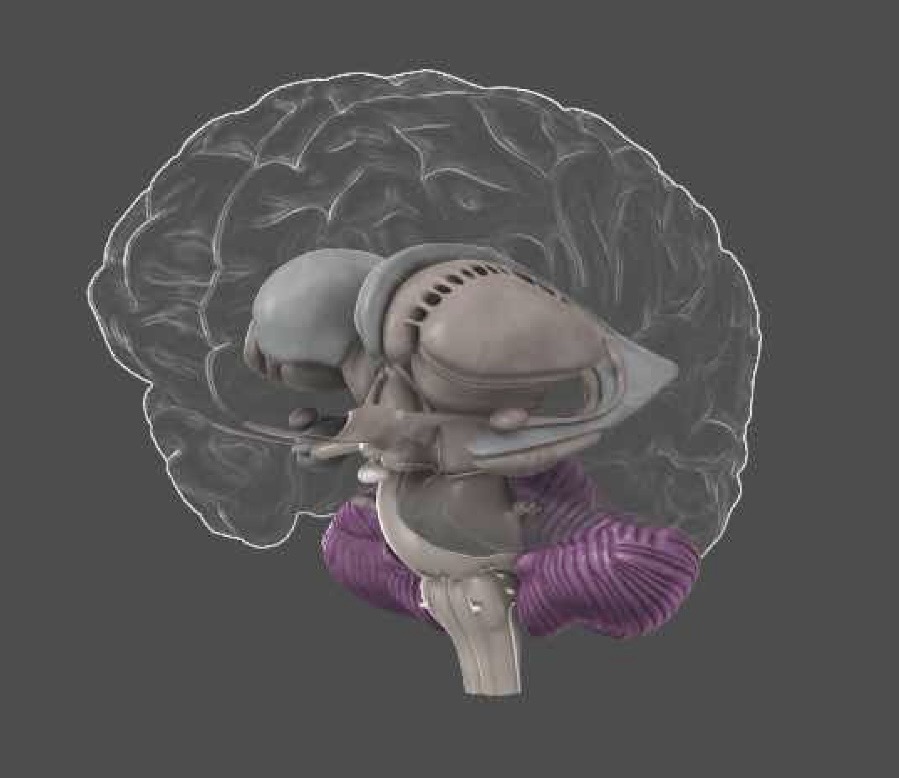 <p>Cerebellum: FUNCTION</p>