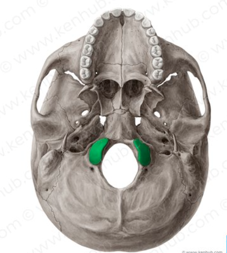 <p>Condyle</p>