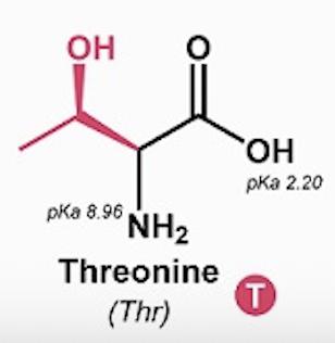 <p>Threonine (Thr, T)</p>