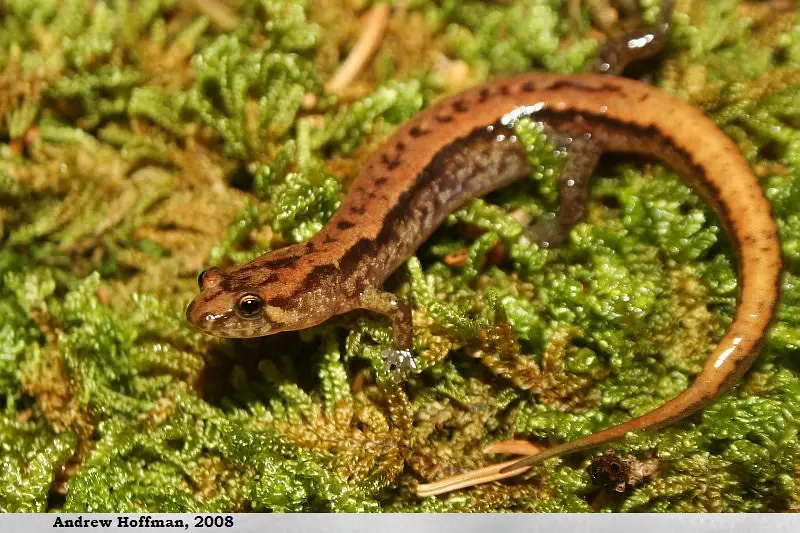 <p>spots on body, small body, rounded tail, line from eye to jaw</p>