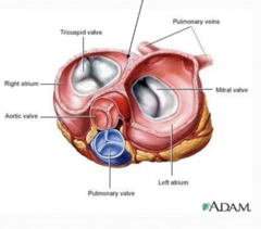 <p>- Allow movement of blood from ventricles to arteries.</p><p>- Made up of three cusps</p><p>- Can't be turned inside out by upturned nature of cusps.</p><p>- Close under back pressure</p>