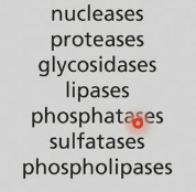 <p>Lysosomes are considered <strong>bags</strong> of … (2) which function in acidic pHs which can break down entire organelles</p>