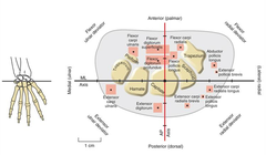 <p>Medial to the ant-post axis is ulnar deviation</p><p>Lateral to the ant-post axis is radial deviation</p>