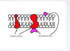 <p>Integral penetrate the hydrophobic interior of the lipid bilayer. Peripheral are loosely bound to the surface of the membrane.</p>