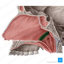 <p>anterior- choanae (posterior nares/ posterior nasal aperture)</p><p>posterior- pharyngeal wall/ nasopharyngeal tonsil, C1 vertebral level</p>