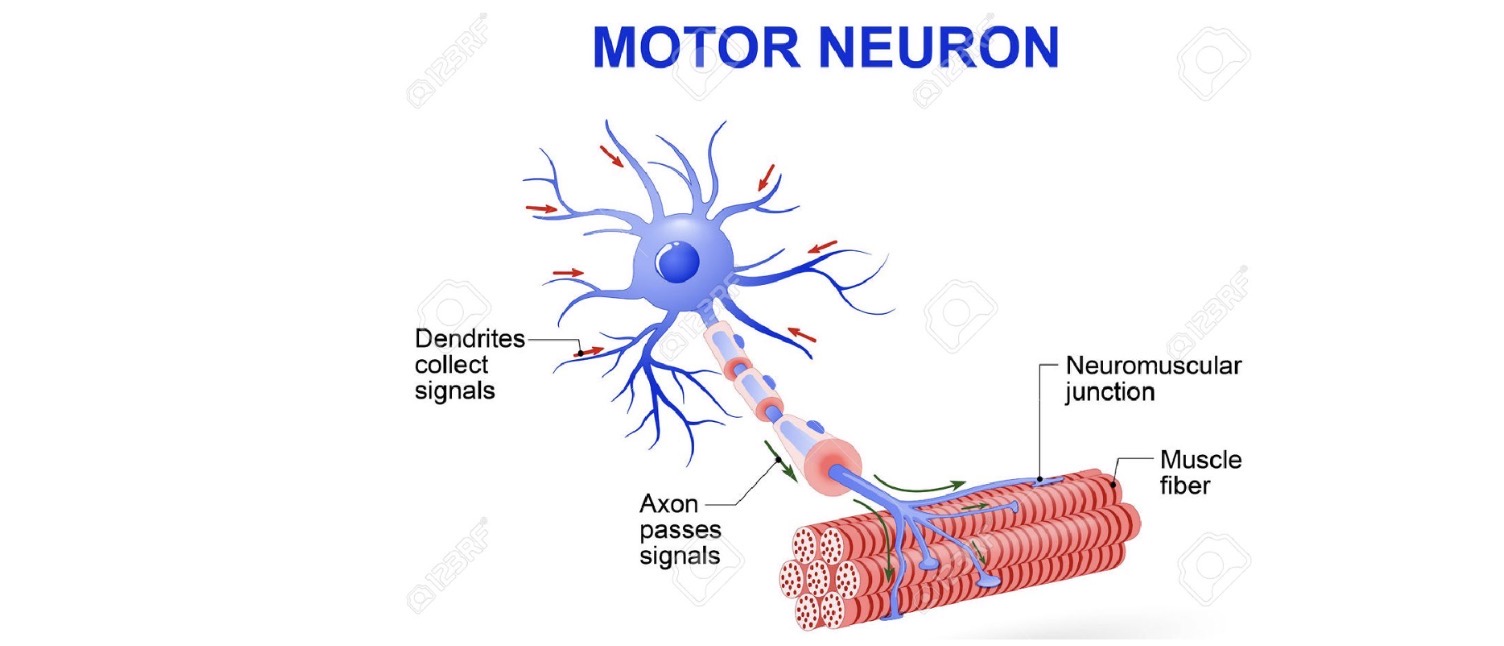 <p>axons, dendrites</p>