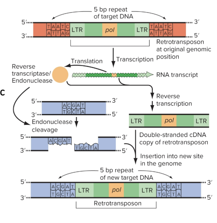 <ol><li><p>Transcription of retrotransposon <strong><em><u>pol</u></em></strong></p></li><li><p>Synthesis of cDNA by REVERSE TRANSCRIPTASE</p></li><li><p>Staggered cut is made in the genomic target site</p></li><li><p>Retrotransposon cDNA inserts into the target site</p></li><li><p>Original copy in the genome remains while new copy inserts into the other genomic location</p></li></ol><p></p>