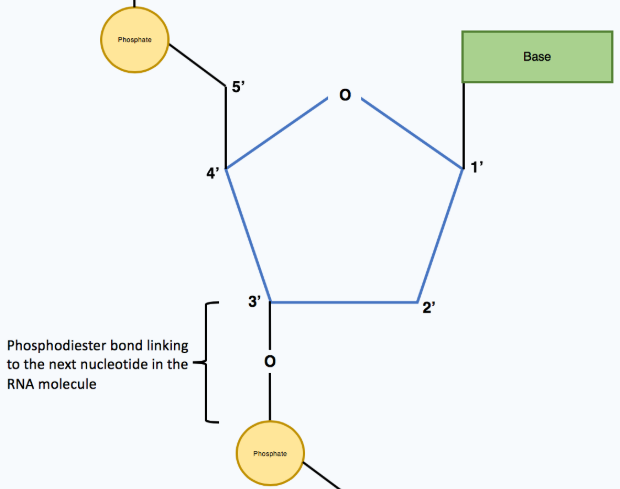 <p>Phosphate groups to adjacent pento-sugars</p>