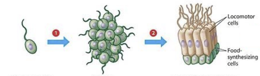 <p>Unicellular protist: Tail thing to move</p>
