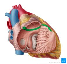 <p>only in right atrium </p>