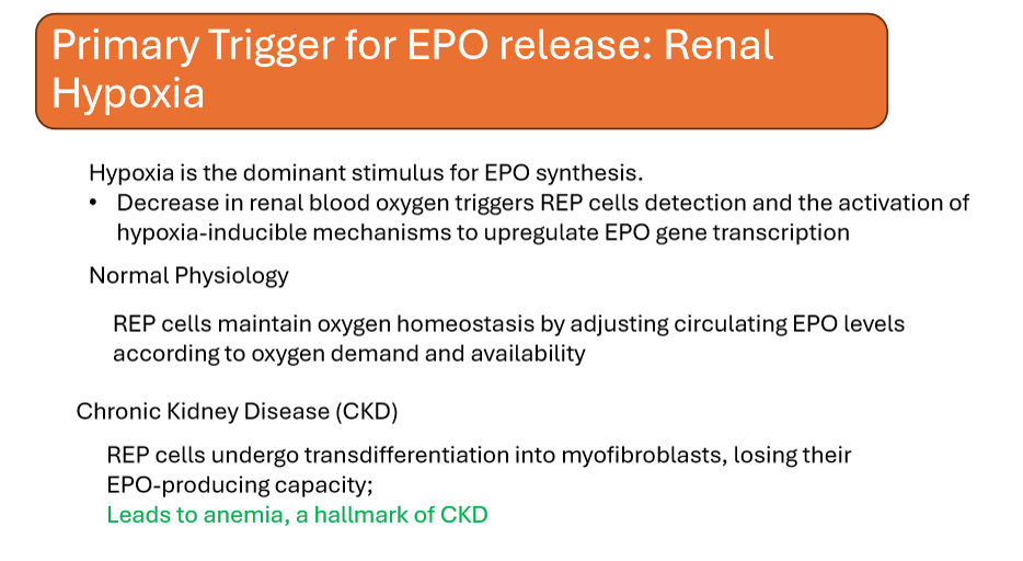 <p>Reduced erythropoietin production</p>