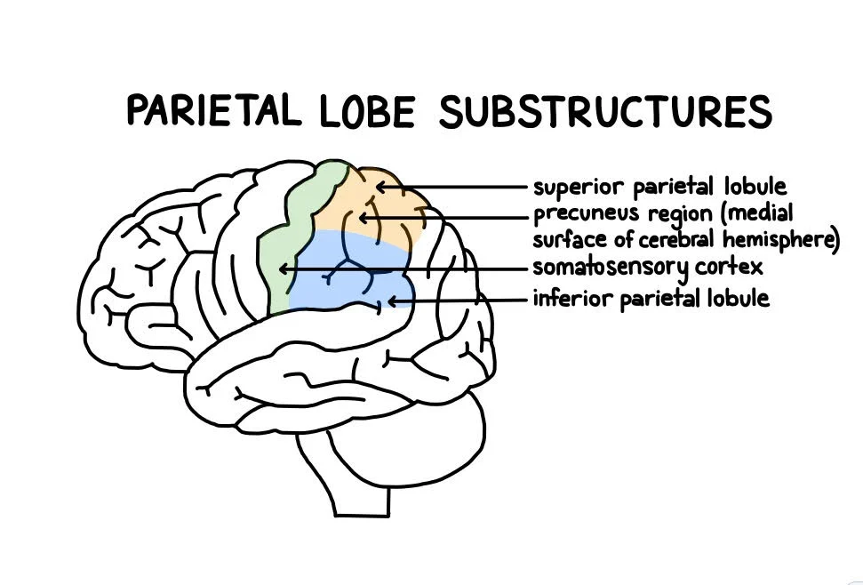 <p>What cortex is significant in the Parietal lobe?</p>