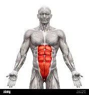 <p>Flexes vertebral column, compresses abdomen, depresses rib cage and stabilizes pelvis</p>