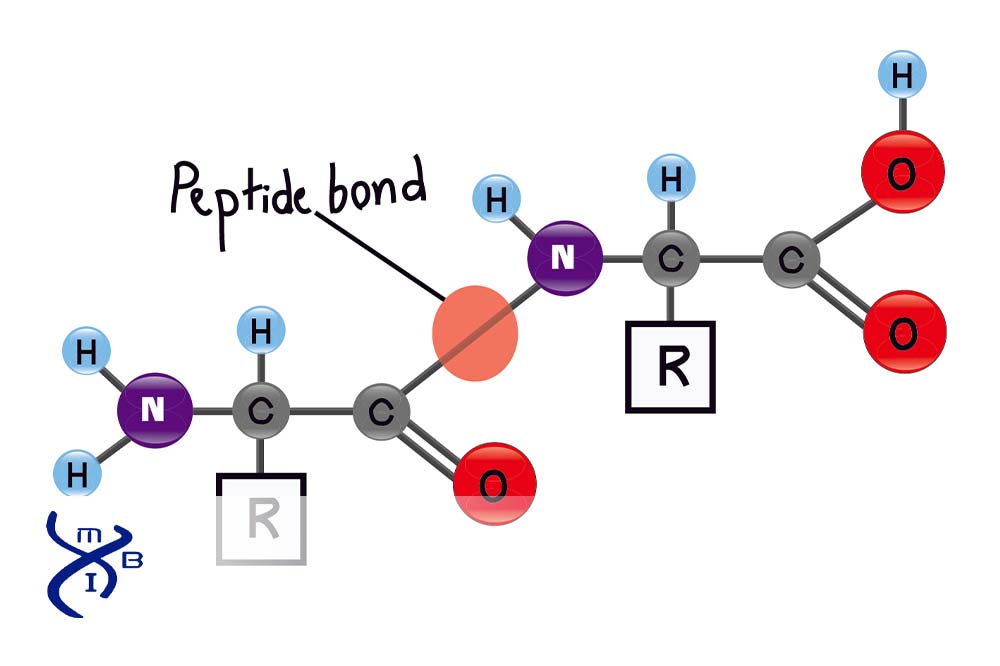 <p>Peptide Bond</p>