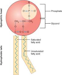 <ul><li><p>positively charged phosphate ion head </p></li><li><p>glycerol mol</p></li><li><p>two fatty acid tails</p></li></ul><p></p>