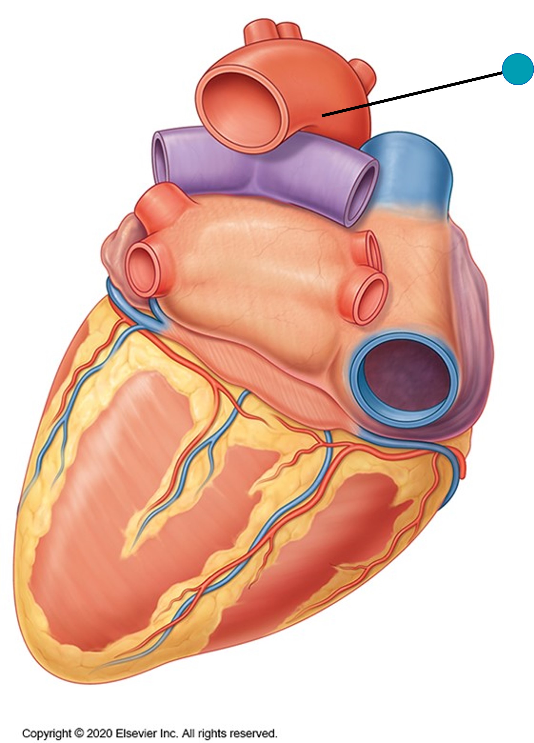 <p><span>The structure indicated by the blue pin is the:</span></p>