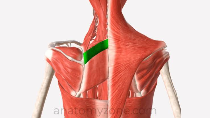 <p>Rhomboid minor </p>