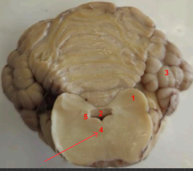 <p>what is this </p>