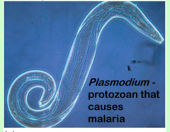 <p>Microparasites (historically defined)</p>