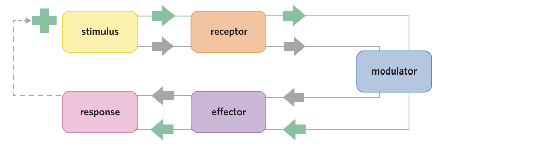 <p><span style="background-color: transparent;">a stimulus–response process in which the response increases the stimulus&nbsp;</span></p>