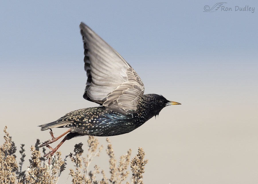 <p>Common name<br>Family</p>