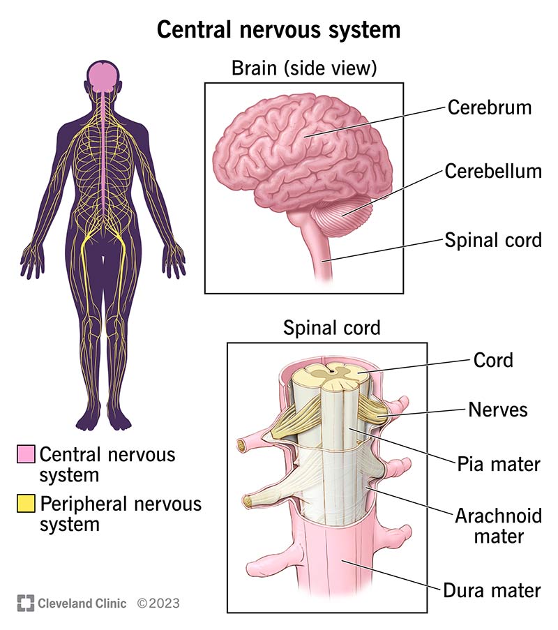 <p><strong>Central nervous system (CNS)</strong></p>