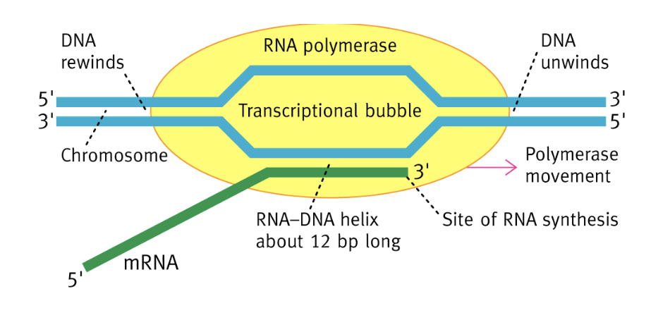 <p>1) Libération polymérase par détachement du facteur σ</p><p>2) Avancement de la polymérase (40 nucl./s), déroulement double hélice</p><p>3) Reprise de la conformation en hélice de l’ADN en amont </p>