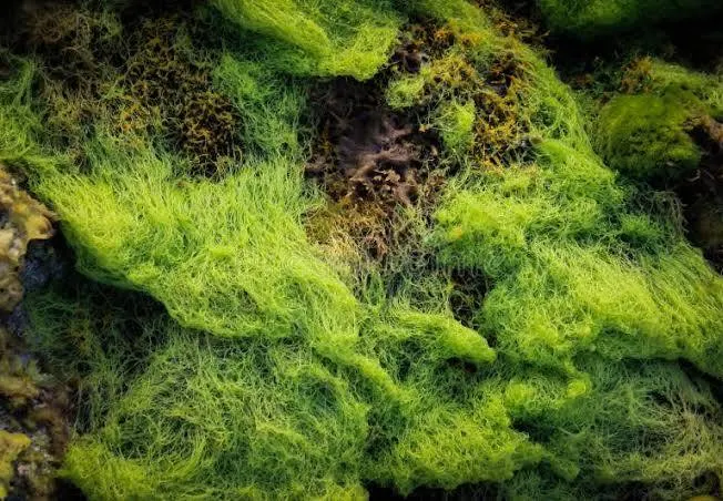 <p>Deblo razred rod</p>