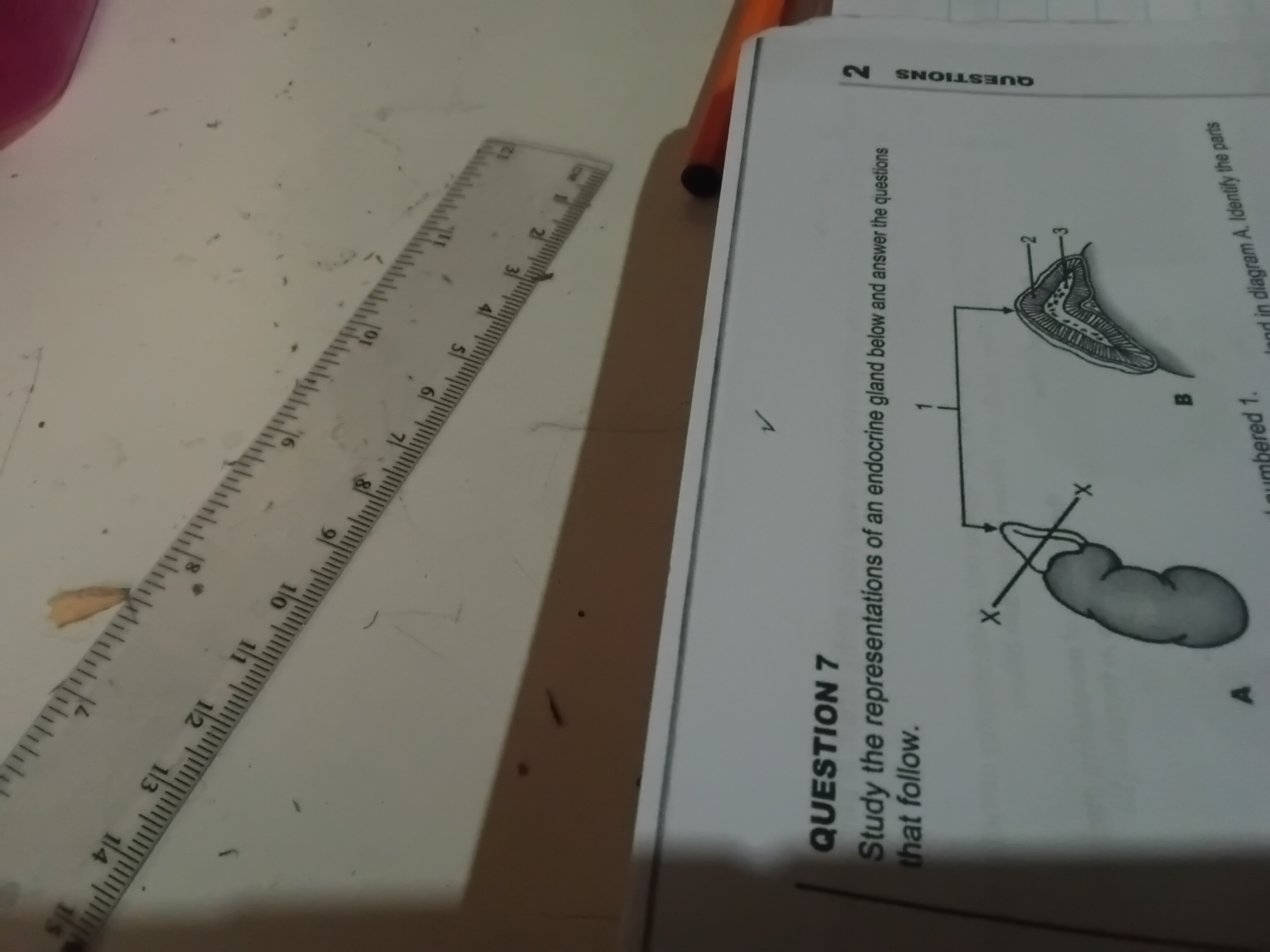 <p>Label the part 2 and 3 and state the hormones they secrete</p>