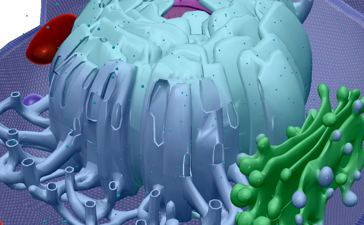 <p>Produced by the nucleolus, these organelles synthesize proteins</p>