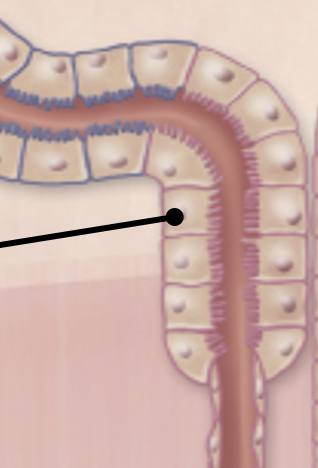<p><span>PST (thick descending segment)</span></p>