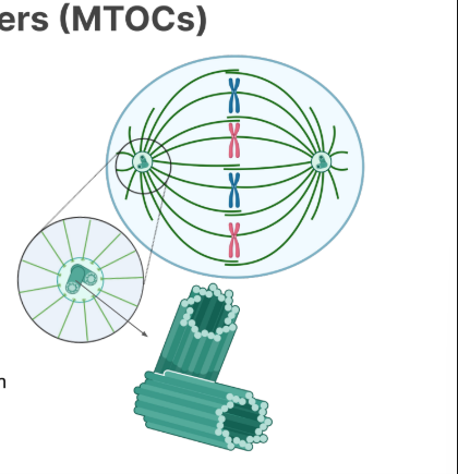<ul><li><p>Hollow cylinders oriented at 90 degrees</p></li><li><p>Attatched by <strong>interconnecting fibers</strong></p></li><li><p>made of 9 microtubule truplets (<strong>9×3)</strong></p></li></ul><p></p>