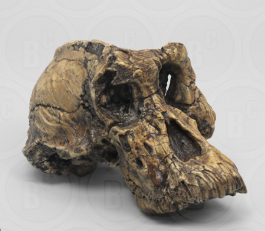 <p><em>Australopithecus anamensis</em></p>