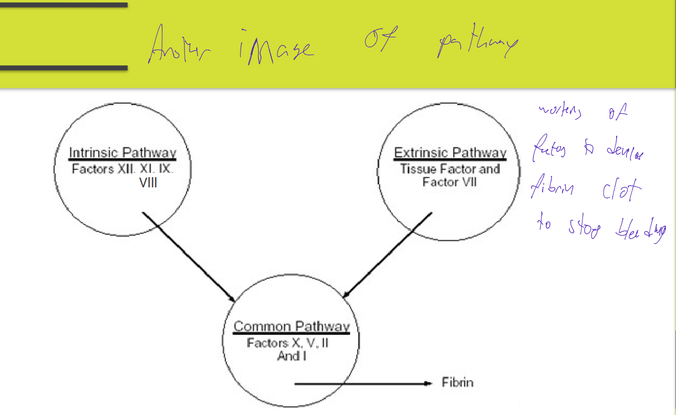 <p>Overview of how Instrinsic and Extrinsic Pathway lead to the common pathway</p>