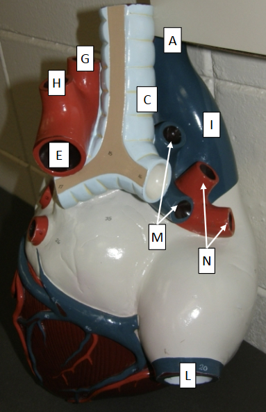 <p>Label C </p>