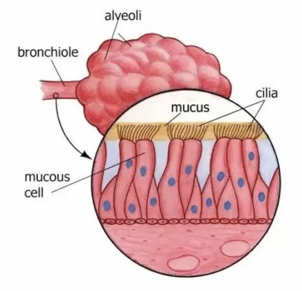 <ul><li><p>Body contains cavities that open to the outside such as mouth, nose and urethra. </p></li><li><p>These cavities are lined with mucus membranes.</p></li><li><p>Mucus membranes secrete mucus which inhibits the entry of pathogens into the body by trapping them in their sticky fluid.</p></li></ul><p></p>
