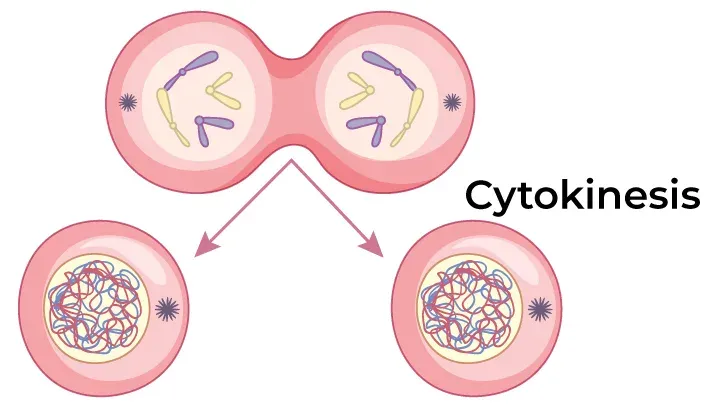 <p>Cytokinesis</p>