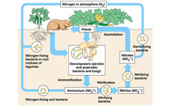 <p>Bacteria change ammonium to nitrates to be absorbed by plants</p>