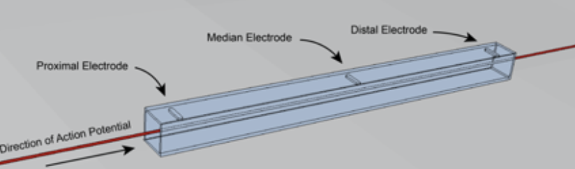 <p>Provides tunnel to amplify nerve signal. Significantly increases detectable voltage from nerves to quantify neural drive and approximate firing rate and activityT</p>