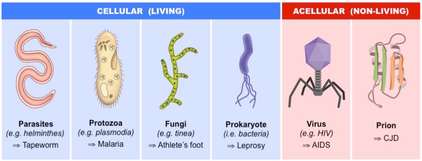 <p>Pathogens</p>
