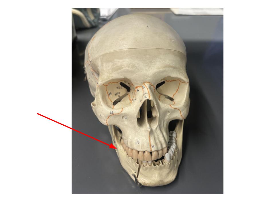<p>lower jaw</p>