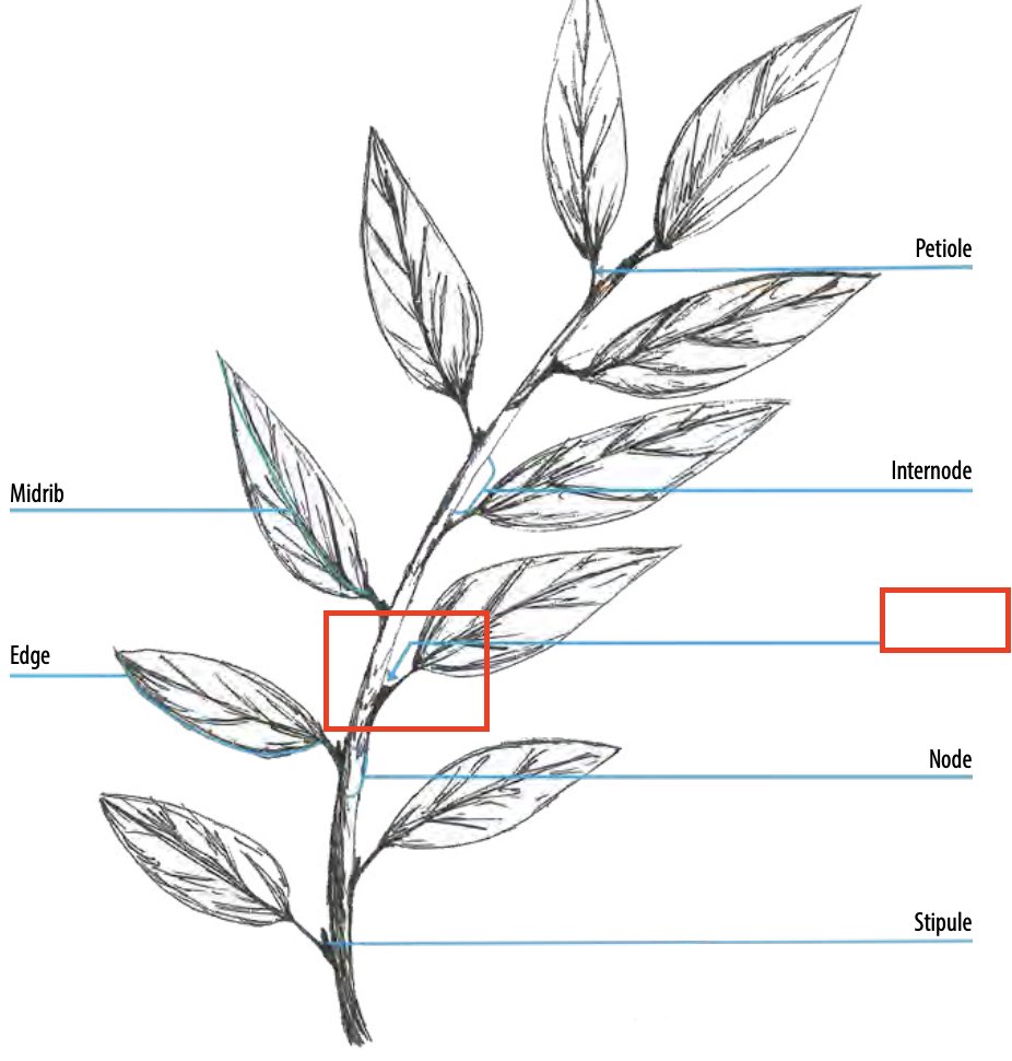 <ul><li><p><span><span>the angle between the stem and the leaf, or another organ which arises from the stem, such as a bract</span></span></p></li></ul><p></p>