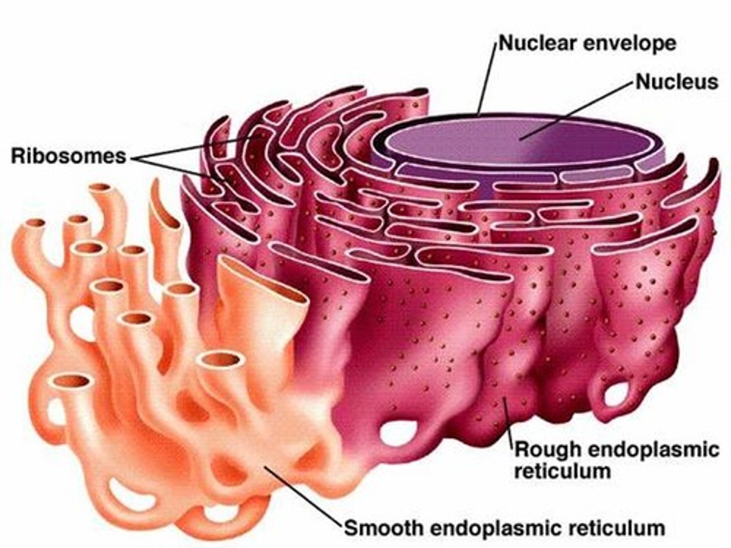 <p>The transportation system of the cell. It moves materials around the cell</p>