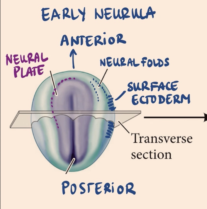 <ul><li><p>Surface ectoderm → most external layer </p></li><li><p>Central part of the ectoderm → Neural plate </p></li><li><p>Neural folds </p></li><li><p>Have orientation → Anterior &amp; Posterior sides </p></li></ul><p></p>