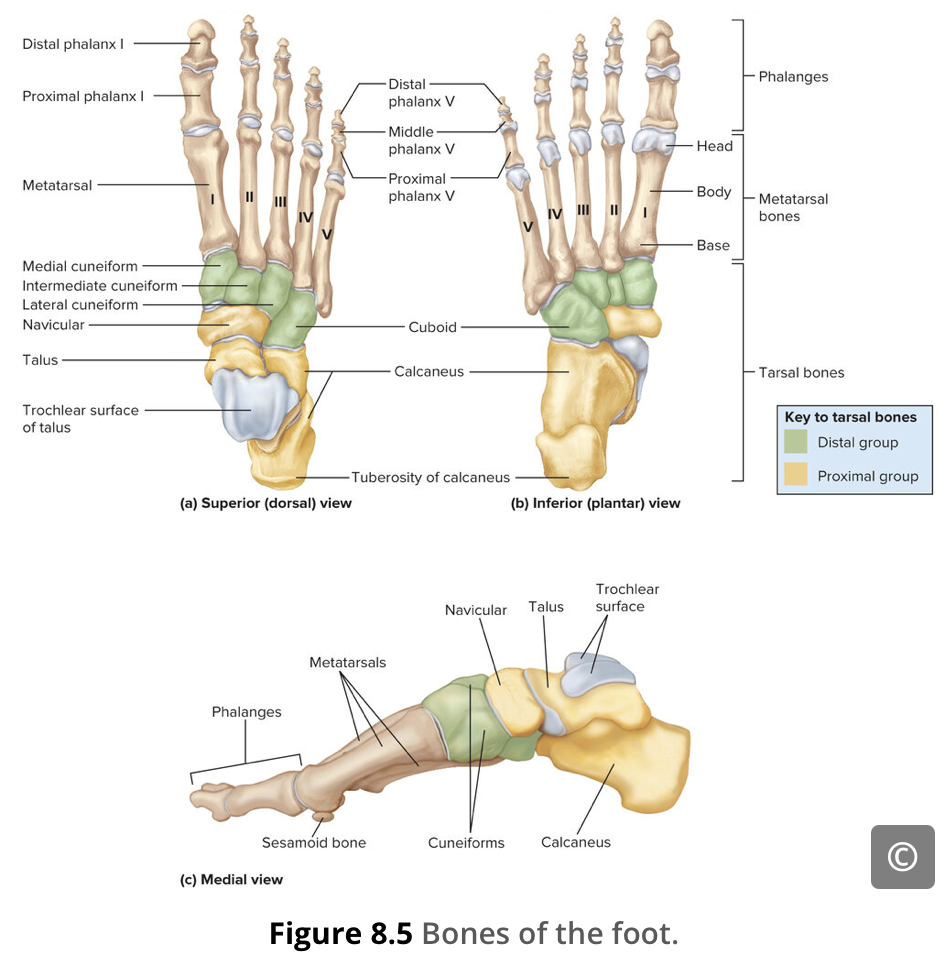 <p><span> These bones are the medial cuneiform, the intermediate cuneiform, and the lateral cuneiform. Each of these bones has a broad superior surface and a narrow inferior surface, which together produce the transverse (medial-lateral) curvature of the foot</span></p>