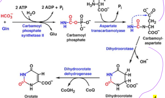 <p>in two enzymatic steps, takes carbamoyl aspartate and use dihydroorotase to form dihydroorotate (removing and OH<sup>-</sup> group), and then takes dihydroorotate and converts it to orotate using Dihydroorotate dehydrogenase and CoQH<sub>2</sub> </p>