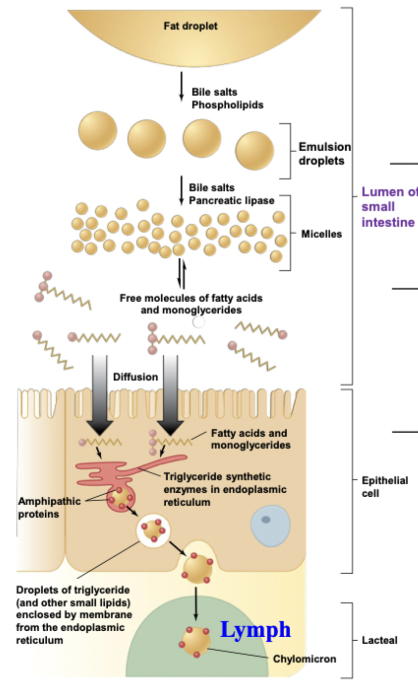 <p>Fat-soluble vitamins (A, D, E, K) are emulsified into bile salts →</p><p>Pancreatic lipases breakdown triglycerides →</p><p>Turned into fatty acids and monoglycerides that diffuse into epithelial cells to be absorbed →</p><p>Combine with amphipathic proteins to form chylomicrons (triglycerides) that exocytose into lacteals →</p><p>Bypasses liver to go to lymph vessels, entering through veins near thoracic duct near heart</p>