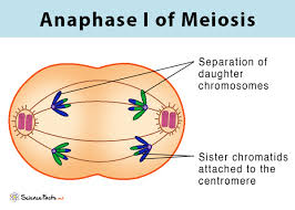 <p>Anaphase 1</p>