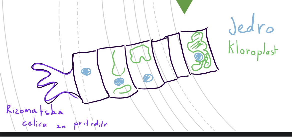 <p>Deblo : zelene alge - chlorophyta</p><p>Razred: ulvophyceae</p><p>Rod ulothrix</p>